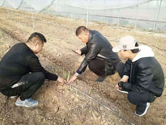 來(lái)自河南、山東、新疆的客人在種植園考察