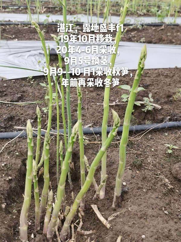 去年10月種植，現(xiàn)在開始第二次采收