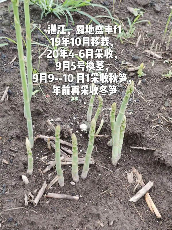 去年10月種植，現(xiàn)在開始第二次采收