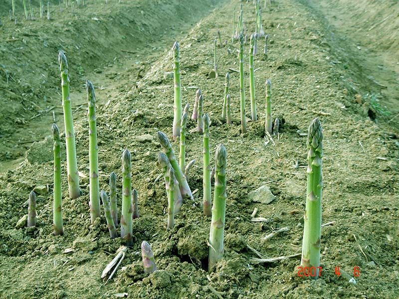 蘆筍栽植深度有要求嗎？
